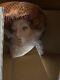 Franklin Mint Gibson Girl Anniversary Heirloom Bride Doll-Limited Edition