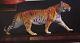 NIB BENGAL TIGER PORCELAIN 2 FT was $750 1989 New n Box +DISPLAY FRANKLIN MINT